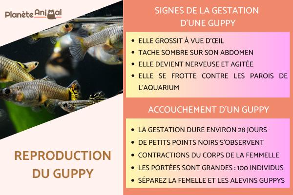 Reproduction du Guppy