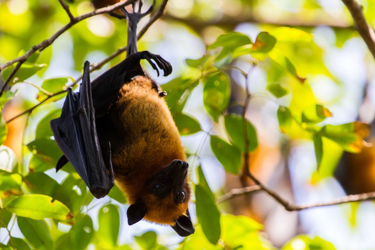 Les chauves-souris sont-elles aveugles ?