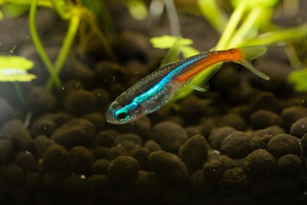 Poissons tétra - Néon bleu (Paracheirodon innesi)