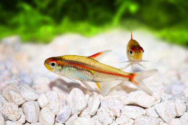 Poissons tétra - Néon rose (Hemigrammus erythrozonus)