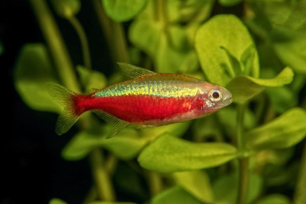 Poissons tétra - Néon rouge (Paracheirodon axelrodi)