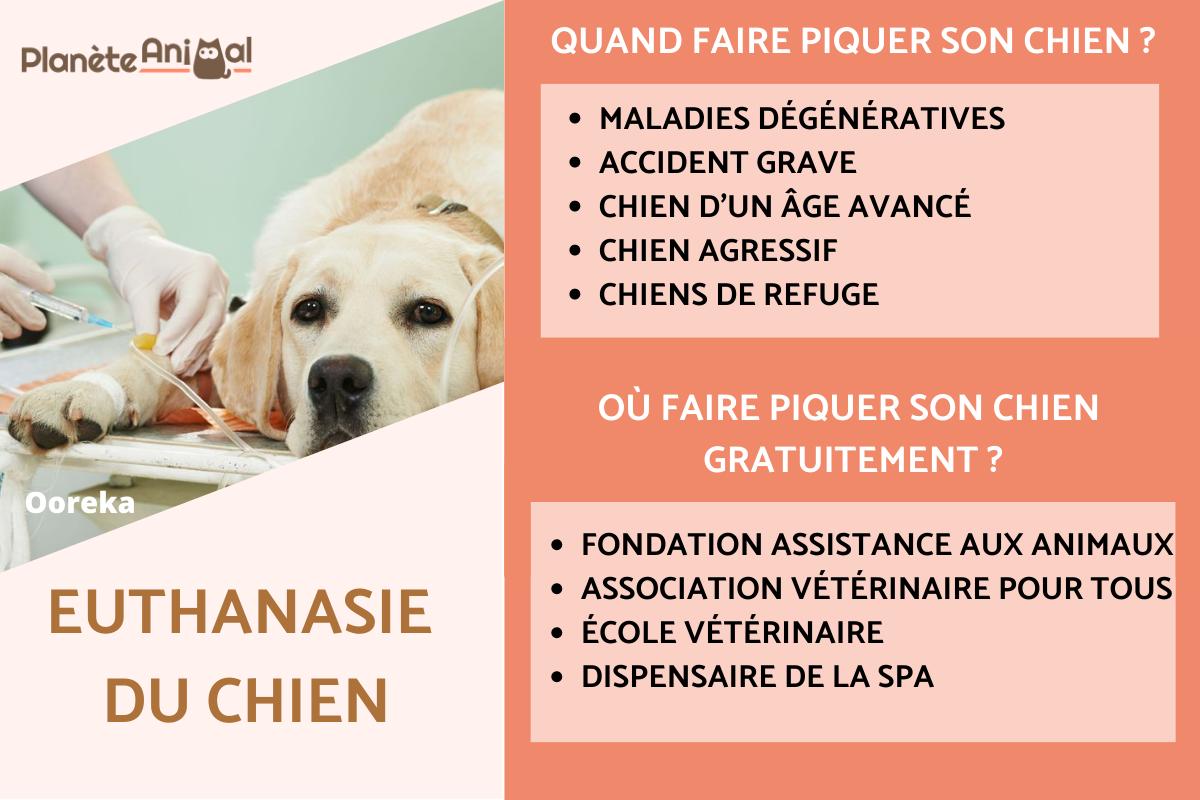 Quand faire piquer son chien ou l'euthanasier