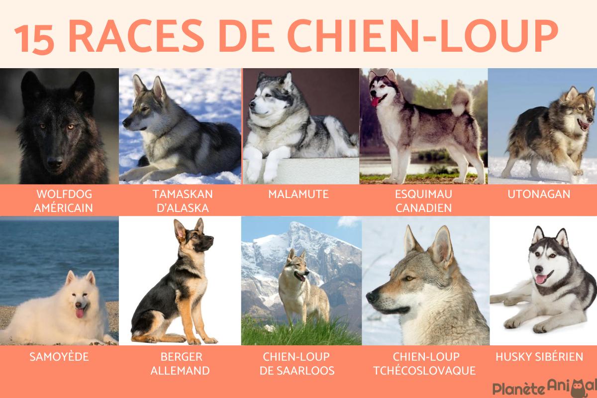 Races de chiens qui ressemblent à des loups