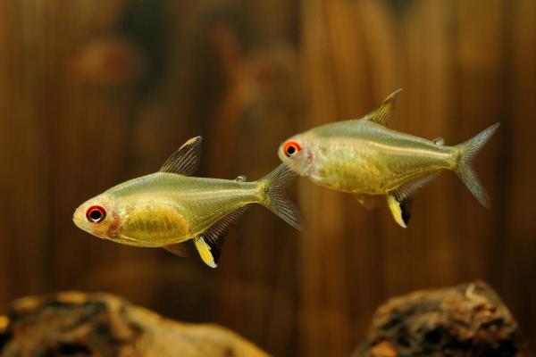 Poissons tétra - Tétra citron (Hyphessobrycon pulchripinnis)