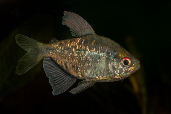 Poissons tétra - Tétra diamant (Moenkhausia pittieri)
