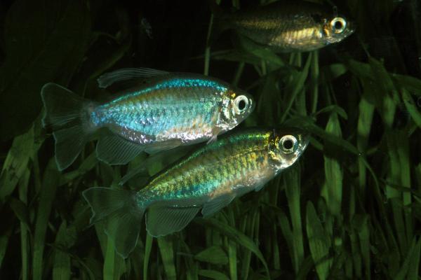Poissons tétra - Tétra du Congo (Phenacogrammus interruptus)