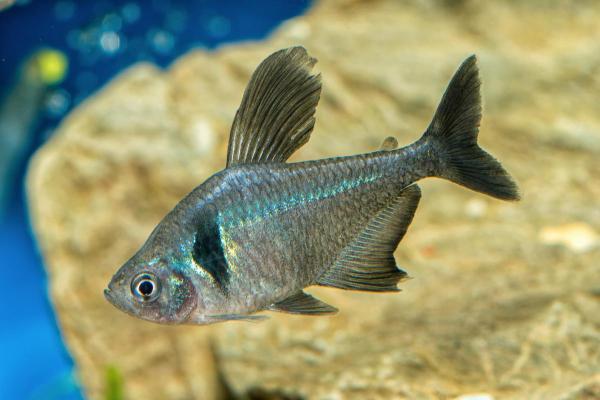Poissons tétra - Tétra fantôme noir (Hyphessobrycon megalopterus)
