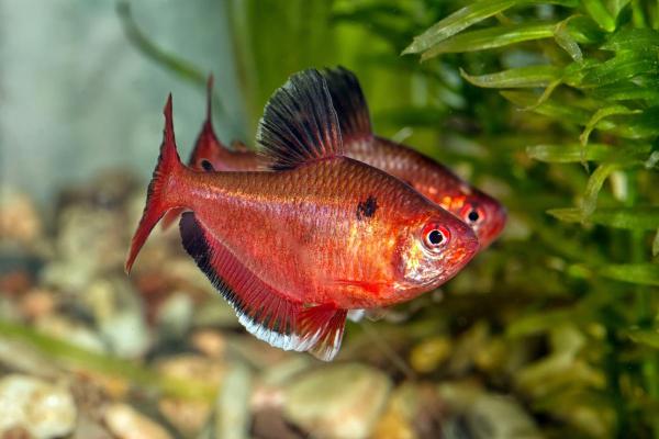 Poissons tétra - Tétra joyau (Hyphessobrycon eques)