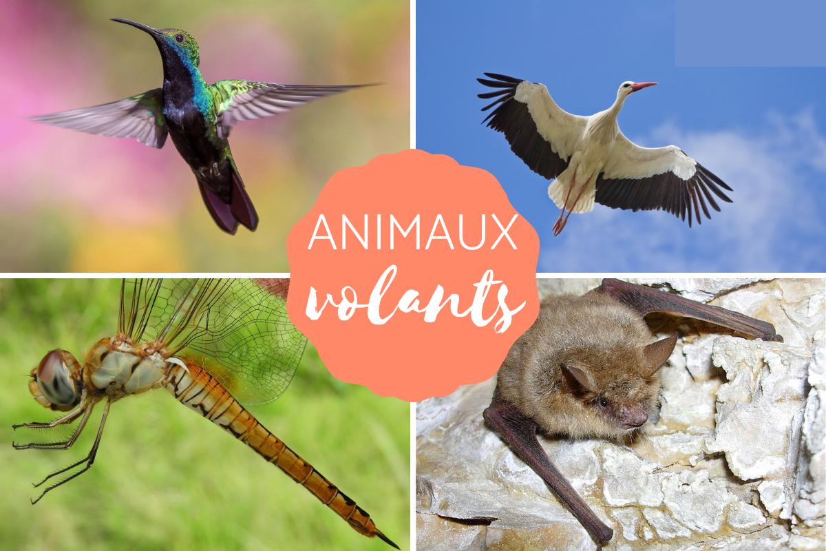 Animaux volants : caractéristiques et curiosités
