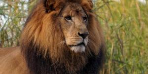 Exposé sur les lions