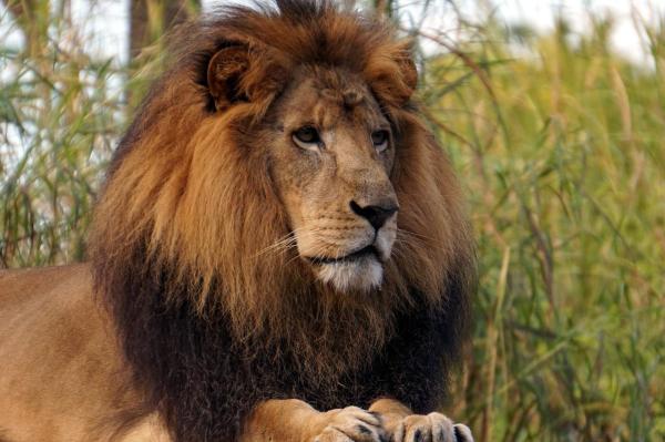 Exposé sur les lions
