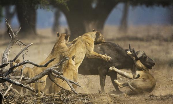 Exposé sur les lions - Ils vivent dans des sociétés matriarcales
