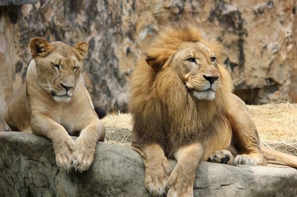 Exposé sur les lions - L'espèce présente un dimorphisme sexuel