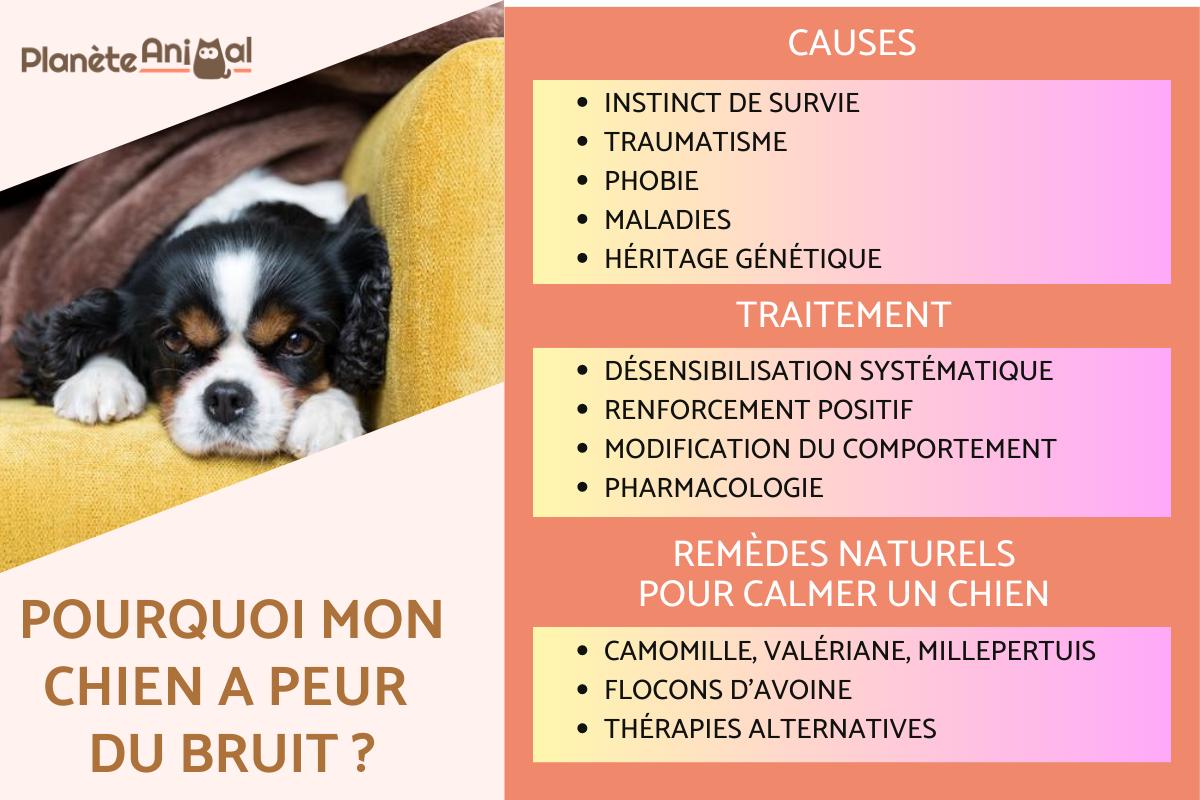 Pourquoi mon chien a peur du bruit