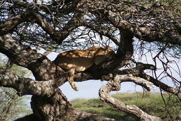 Exposé sur les lions - Sommeil du lion