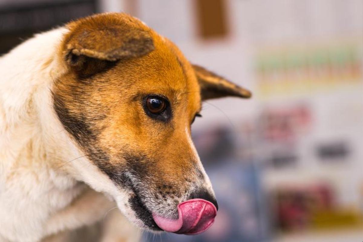 Chien qui vomit marron foncé - Causes et traitements