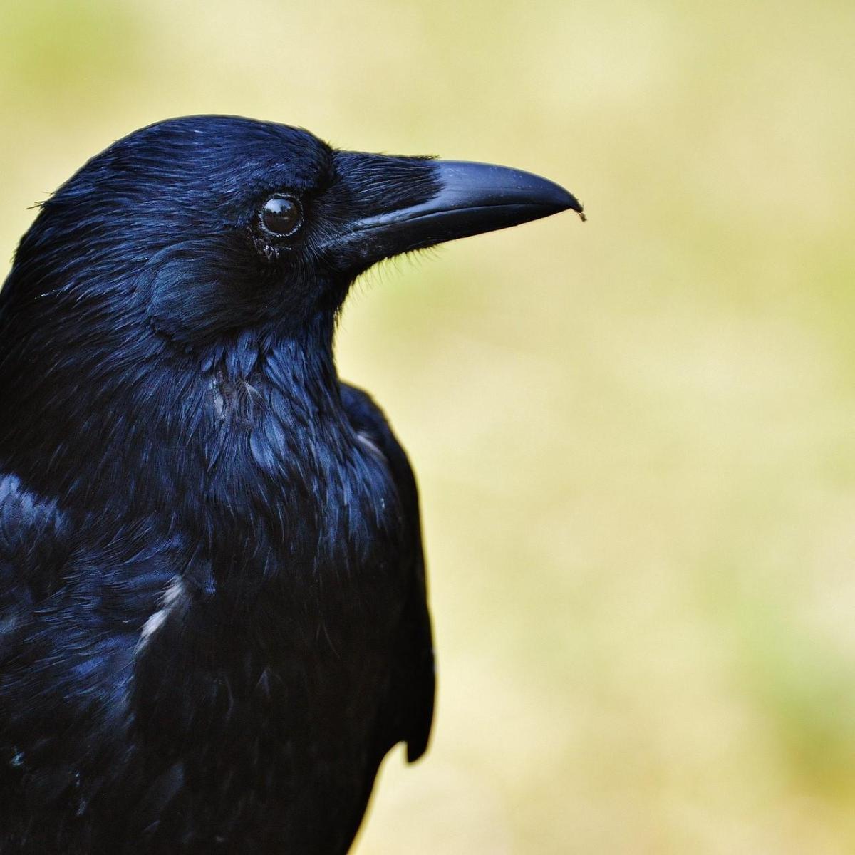 Pourquoi les corbeaux font-ils partie des animaux les plus intelligents du monde ?