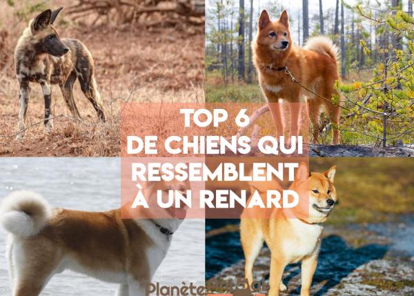 Chien qui ressemble à un renard - TOP 6 avec photos