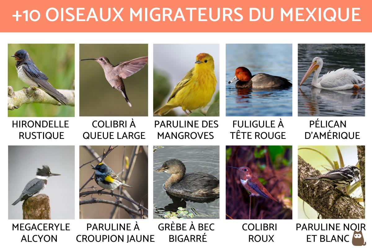 Oiseaux migrateurs du Mexique