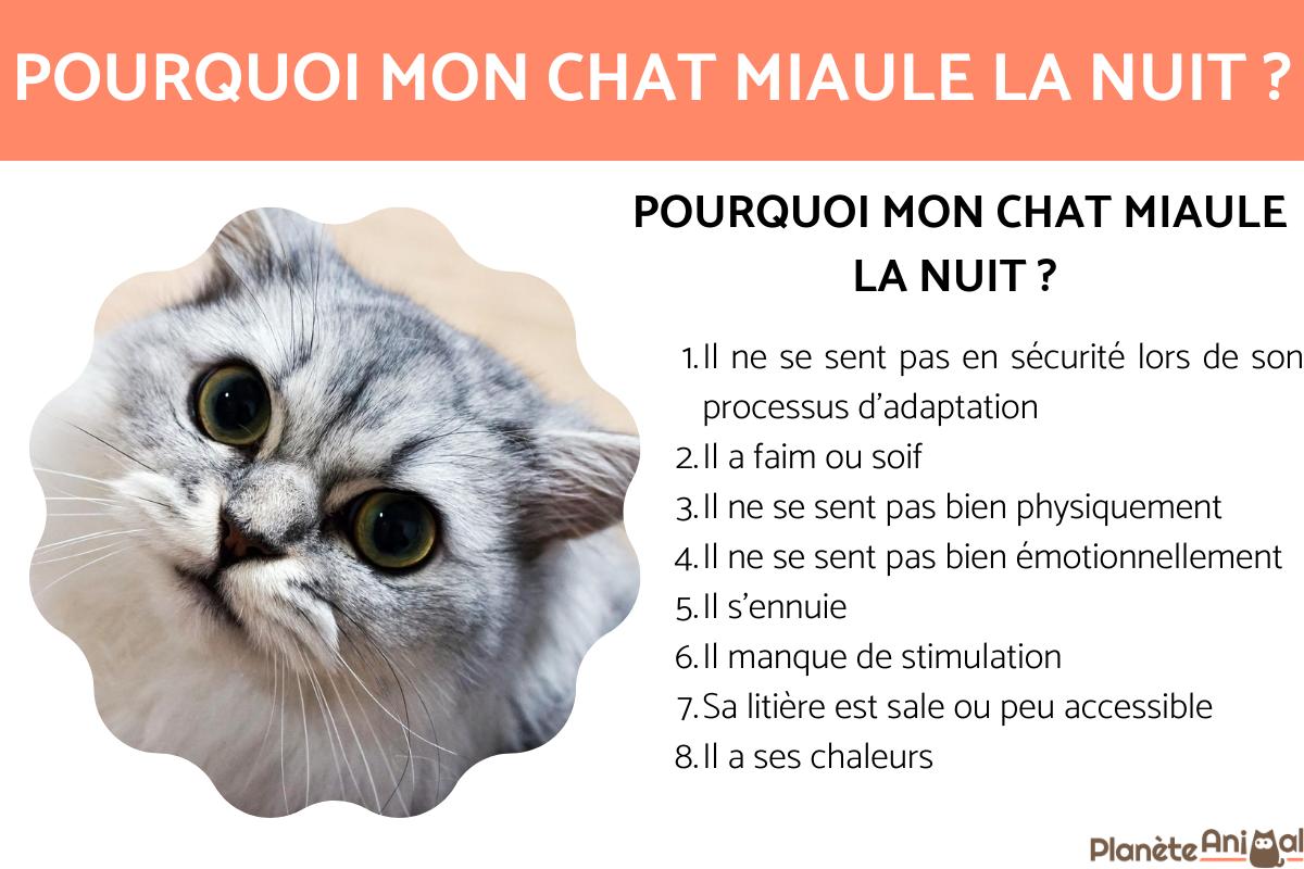 Chat qui miaule la nuit - Causes et solutions