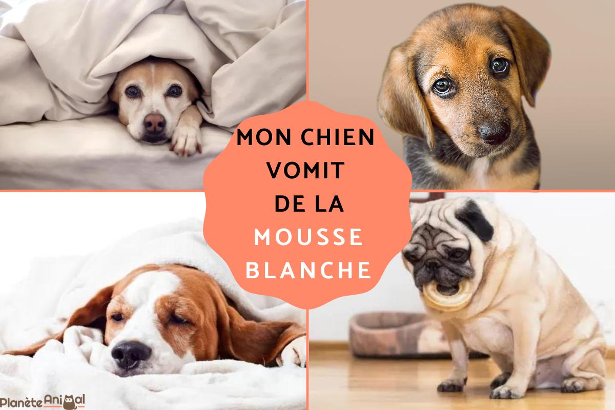 Mon chien vomit de la mousse blanche - Causes, symptômes et traitements