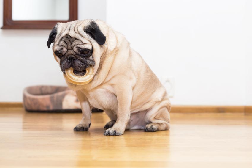 Mon chien vomit de la mousse blanche Causes, symptômes et traitements