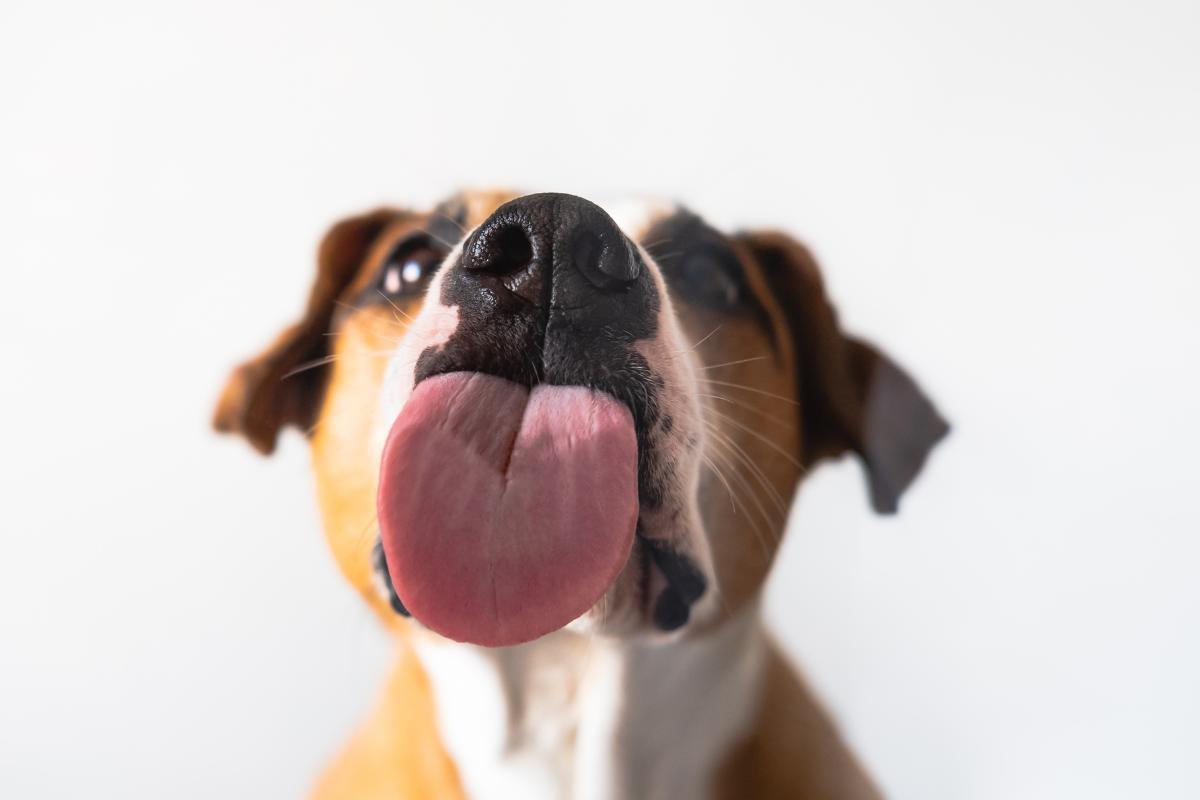 Pourquoi mon chien lèche tout