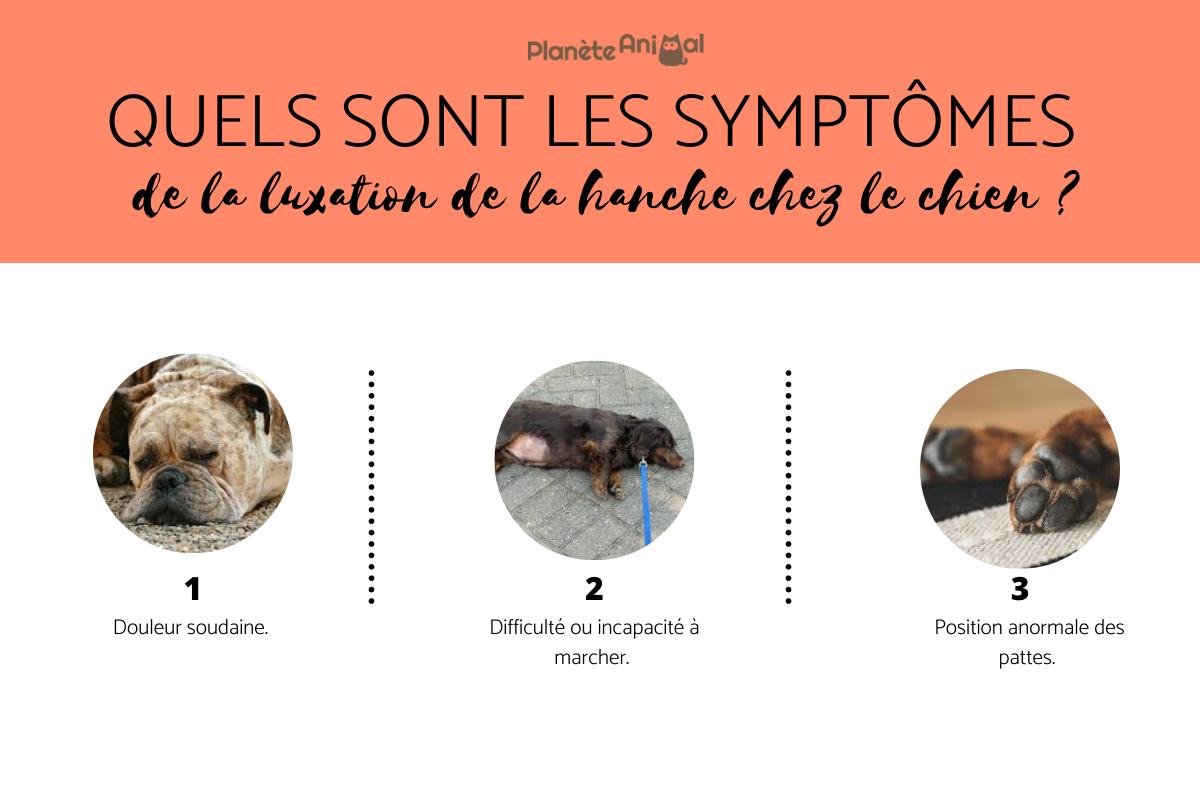 Luxation de la hanche chez le chien - Symptômes et traitement