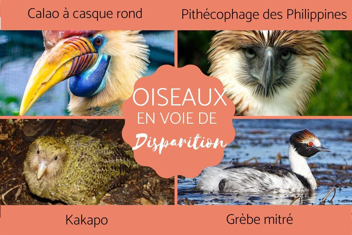 Les oiseaux en voie de disparition dans le monde
