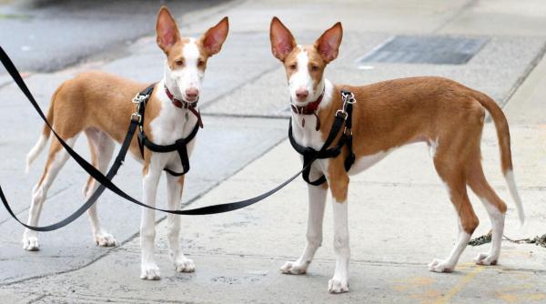 Espèces de Podencos - Podenco d'Ibiza