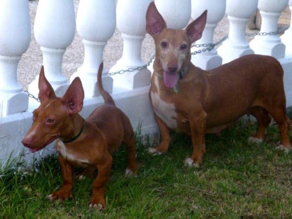 Espèces de Podencos - Podenco maneto