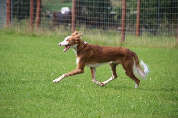 Espèces de Podencos - Podenco valenciano