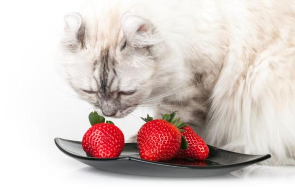 10 odeurs qui attirent les chats - 9. Arômes et odeurs de fruits