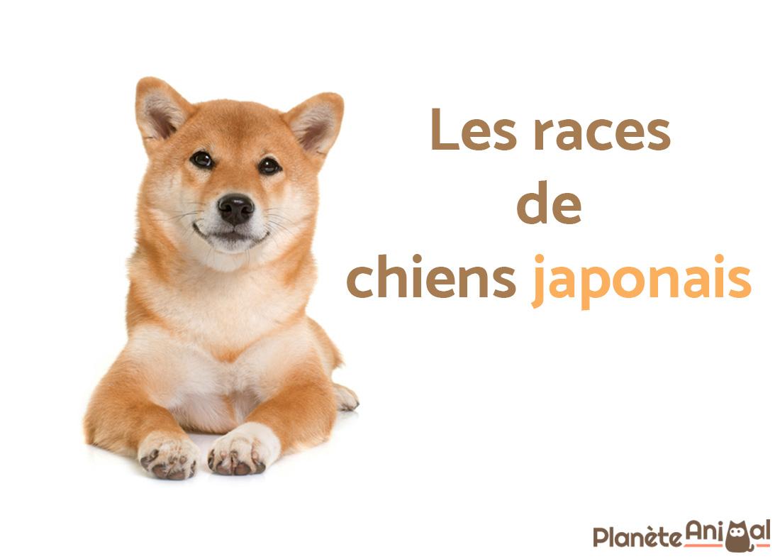 Les races de chiens japonais - TOP 10 à découvrir vite ! 🐶