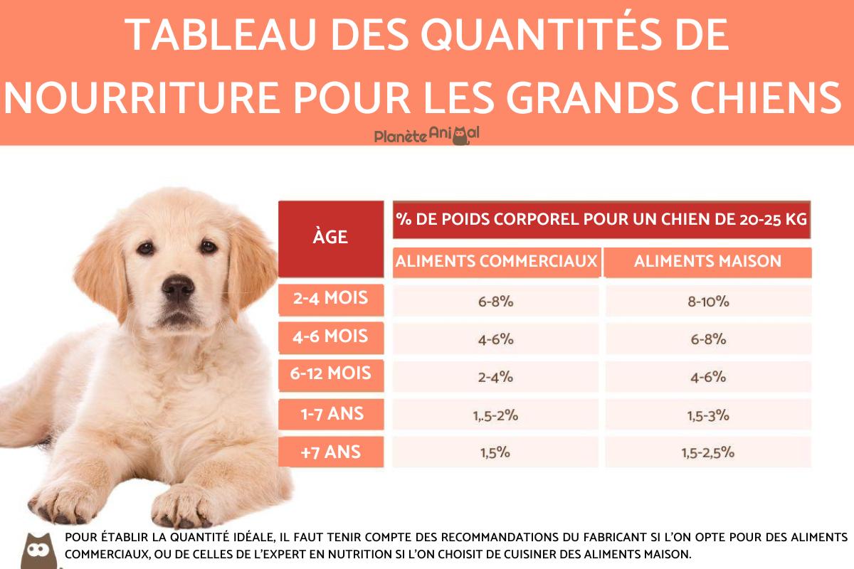 Nourriture pour chien de grande race : quantité et fréquence
