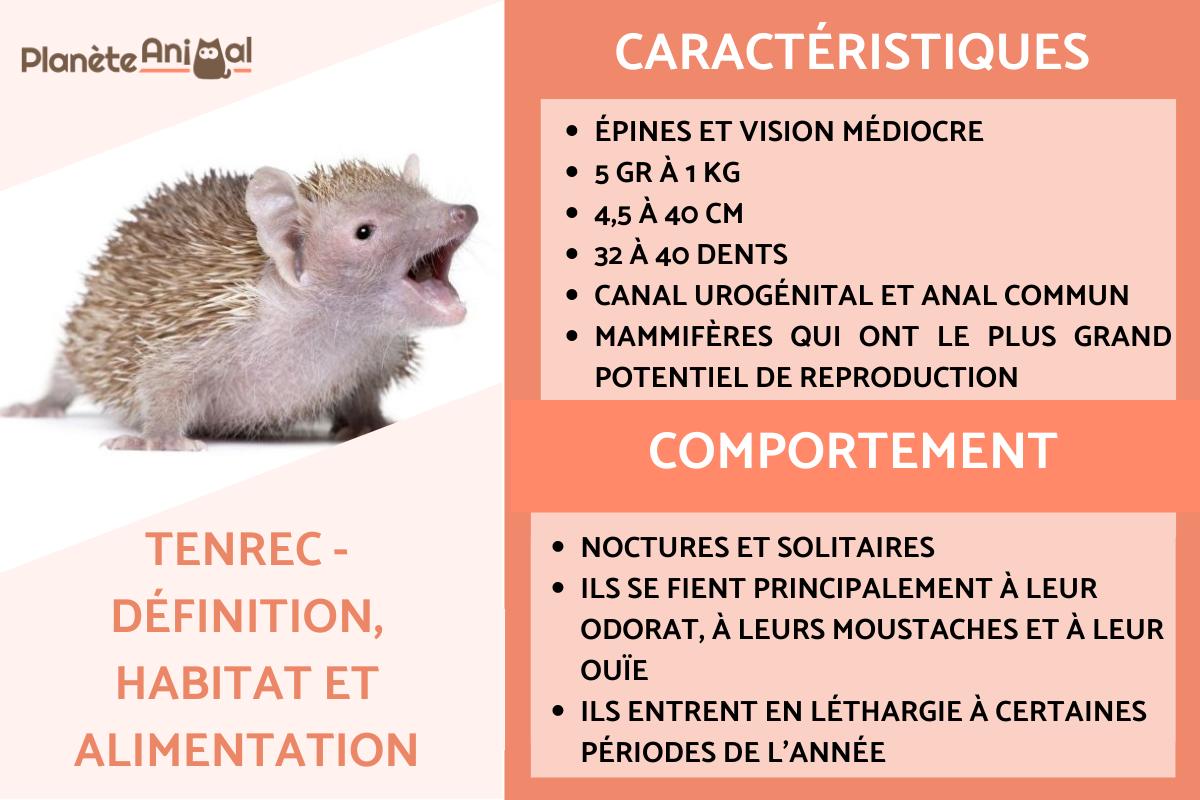 Tenrec - Définition, habitat et alimentation