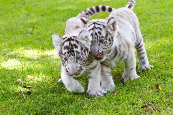 Où vit le tigre blanc ? - Distribution du tigre blanc