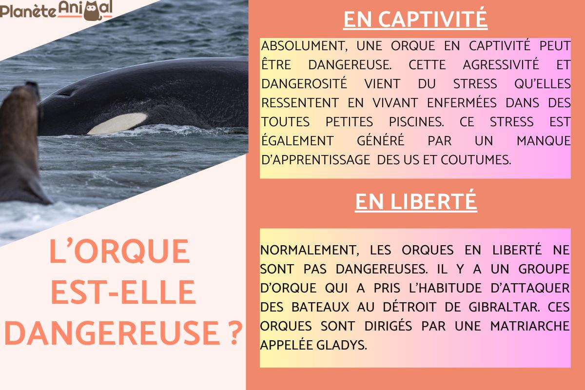 L'orque est-elle dangereuse ?