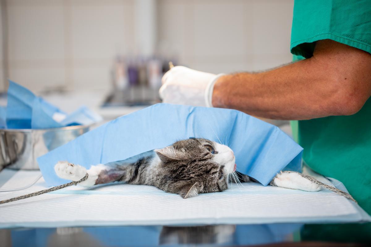 Lymphome digestif chez le chat - Symptômes et traitement