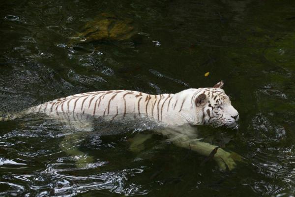 Où vit le tigre blanc ? - Où vit le tigre blanc ?