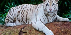 Où vit le tigre blanc ?