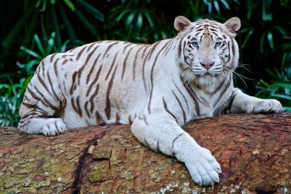 Où vit le tigre blanc ?