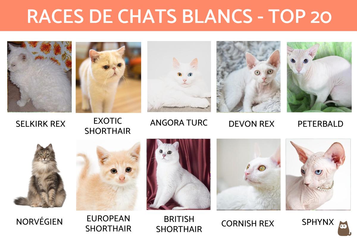 Races de chats blancs - TOP 20