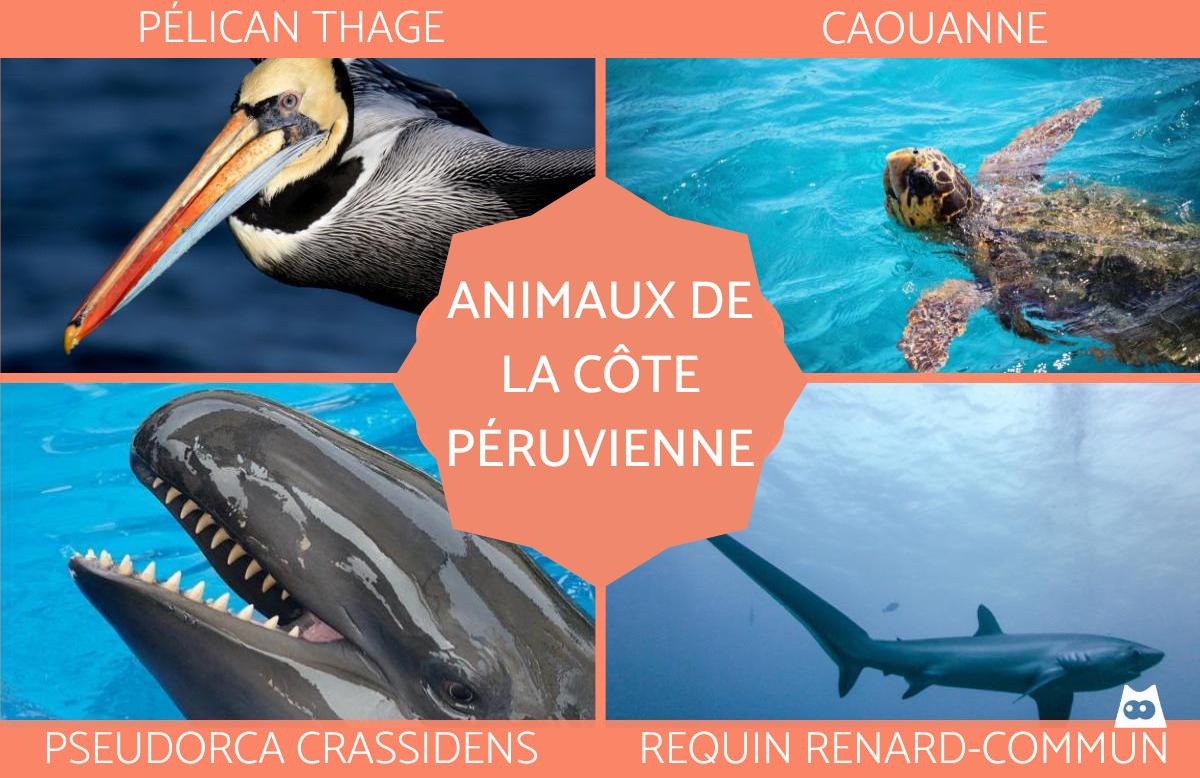 Animaux de la côte péruvienne