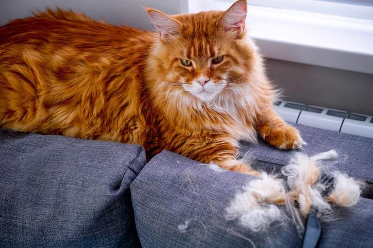 Changement de pelage chez le chat