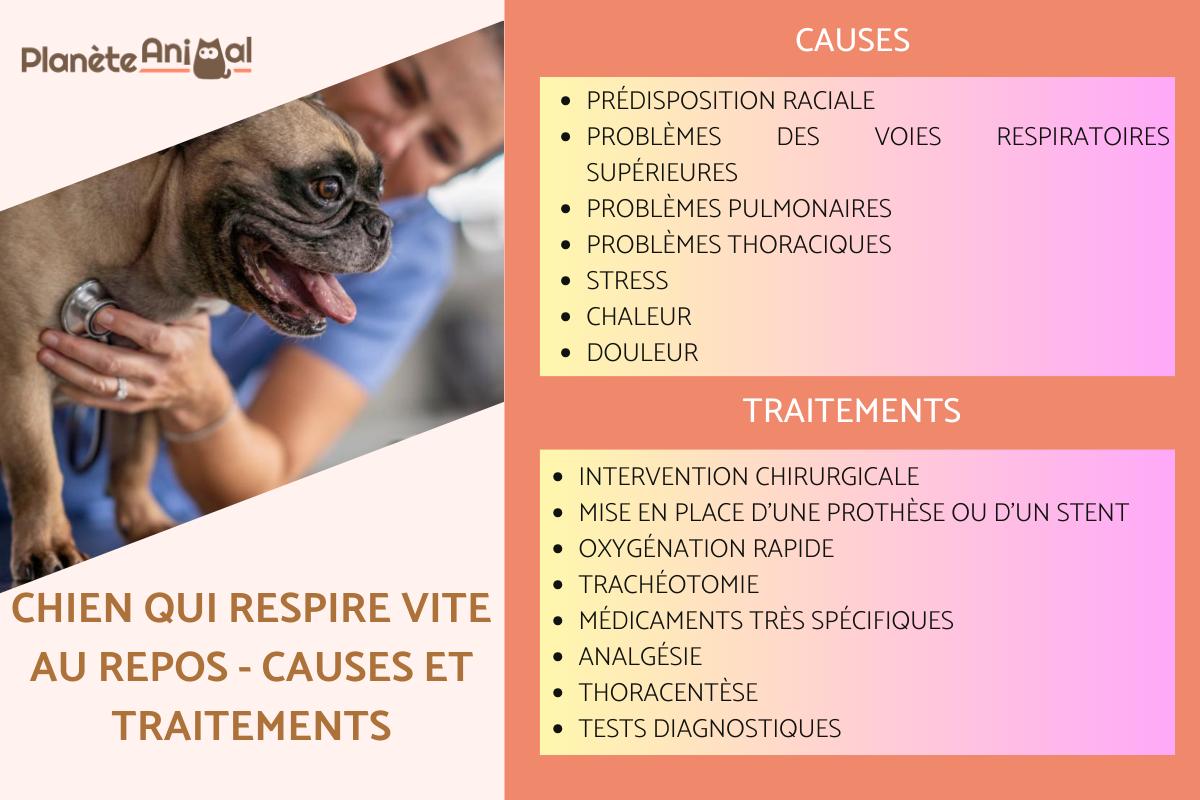 Chien qui respire vite au repos - Causes et traitements