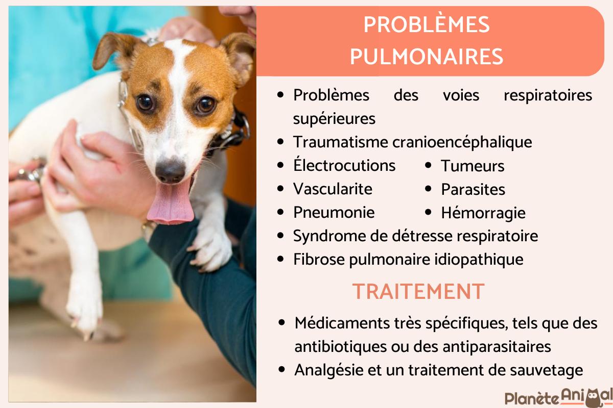 Chien qui respire vite au repos Causes et traitements