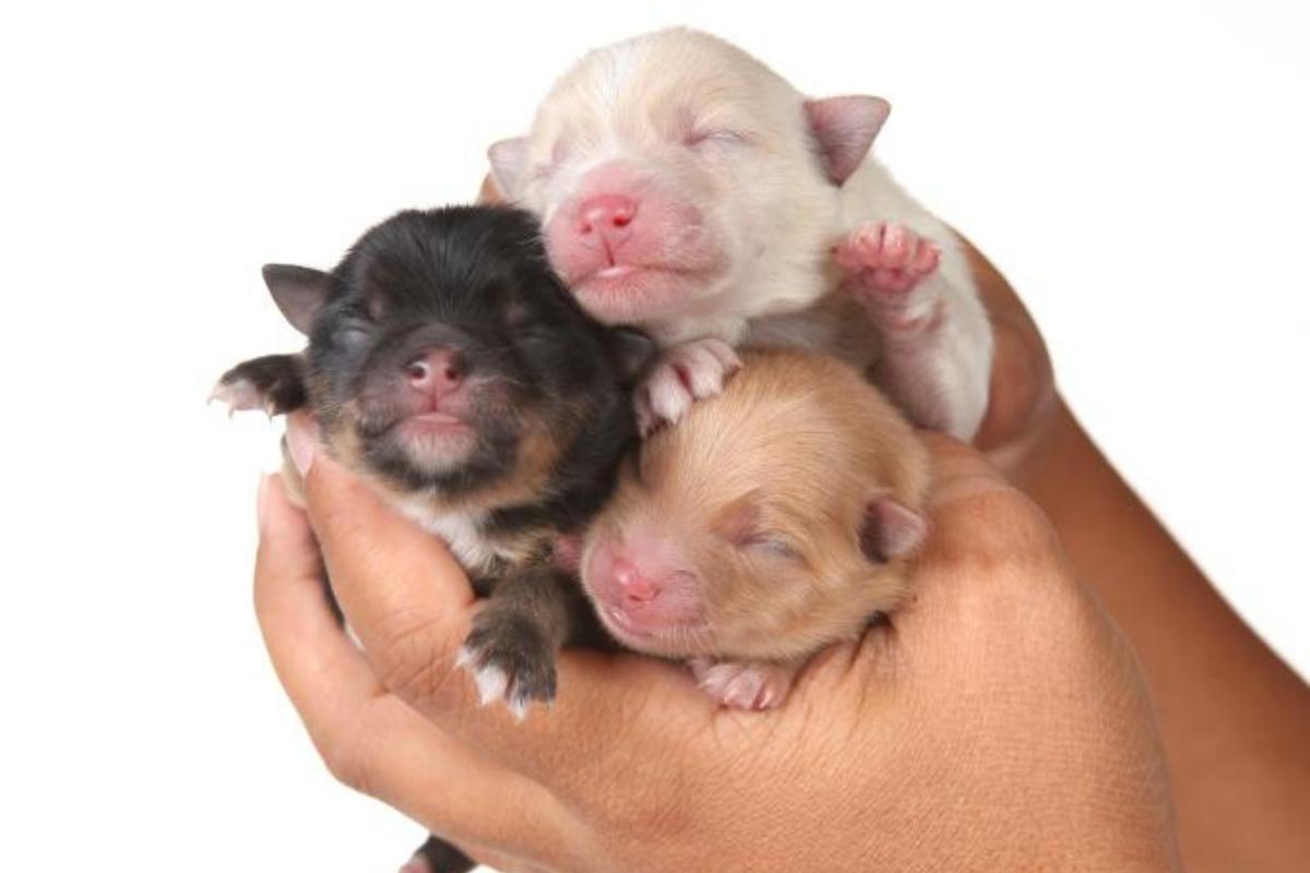 Comment nourrir un chiot nouveau-né ?