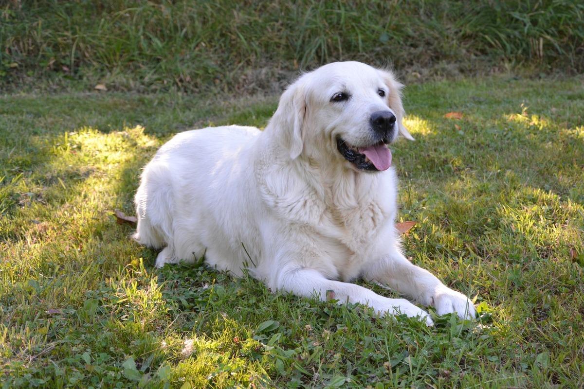 Kyste ovarien chez le chien - Symptômes et traitement