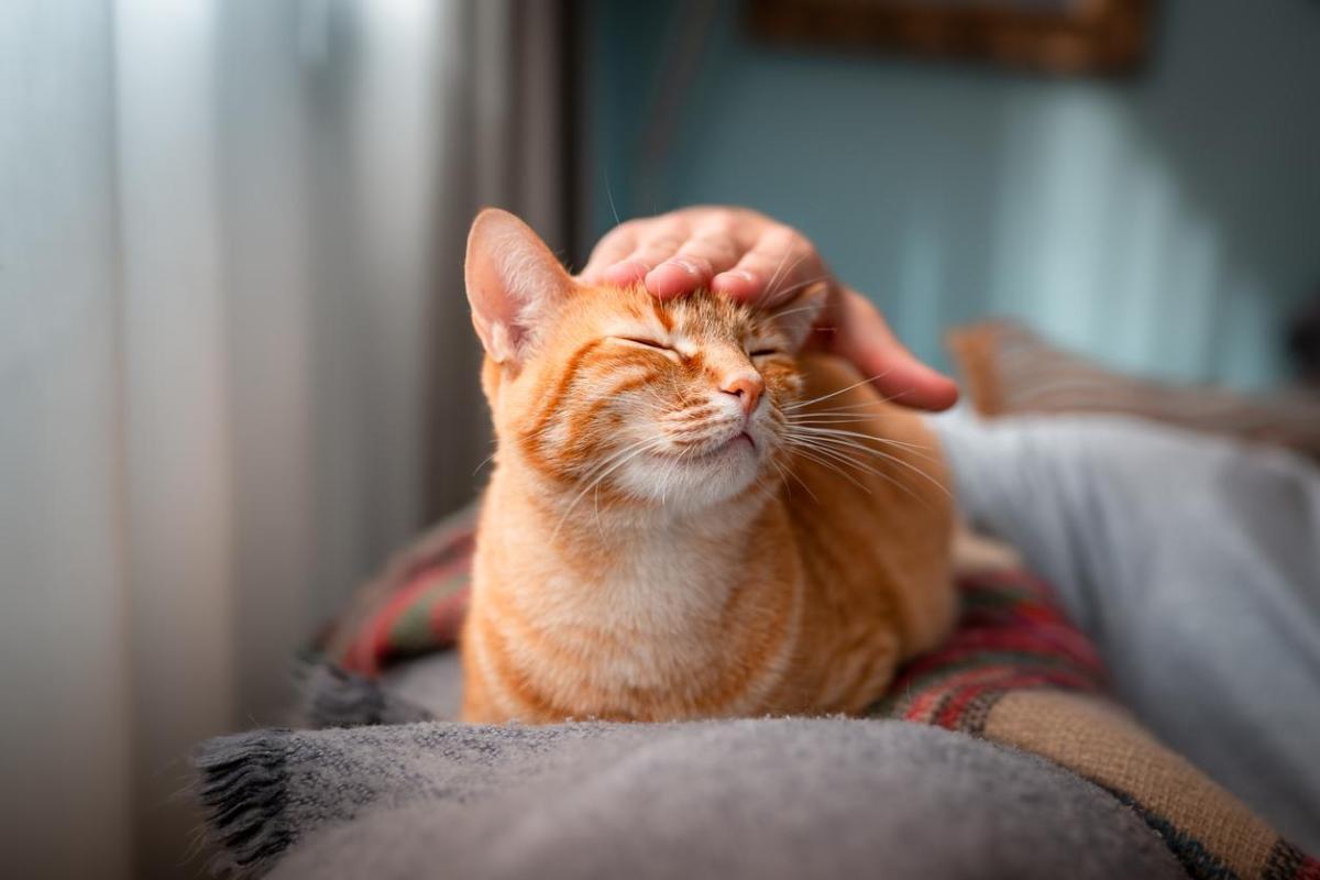 Noms de nourriture pour chats